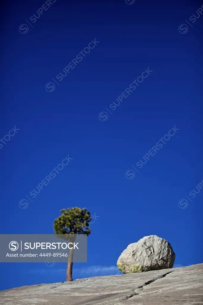 A tree and a little rock, Yosemite National Park, California, USA
