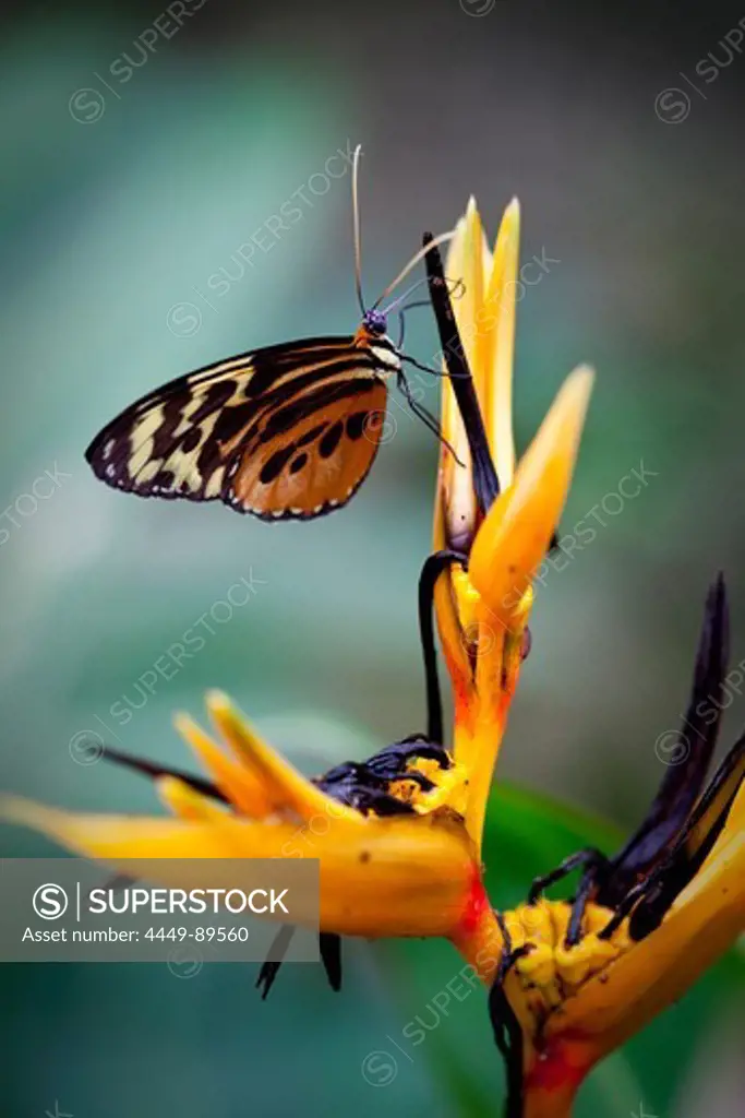 Butterfly on a bird of paradise flower, Amazone, Ecuador, South America