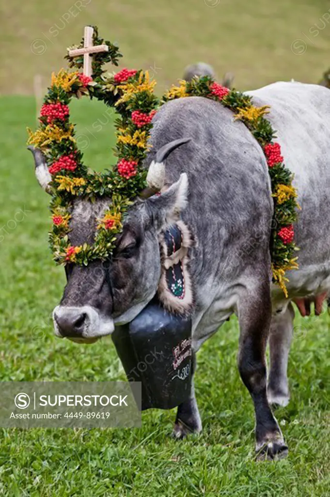 Cow with flower decorations, drive from the mountain pastures, Almabtrieb, Ulten valley, South Tyrol, Italy