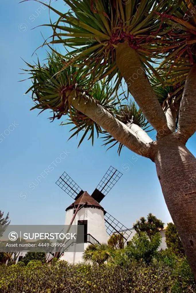 Windmill at the Pueblo Majarero, Museo Molino, Antigua, Fuerteventura, Canary Islands, Spain