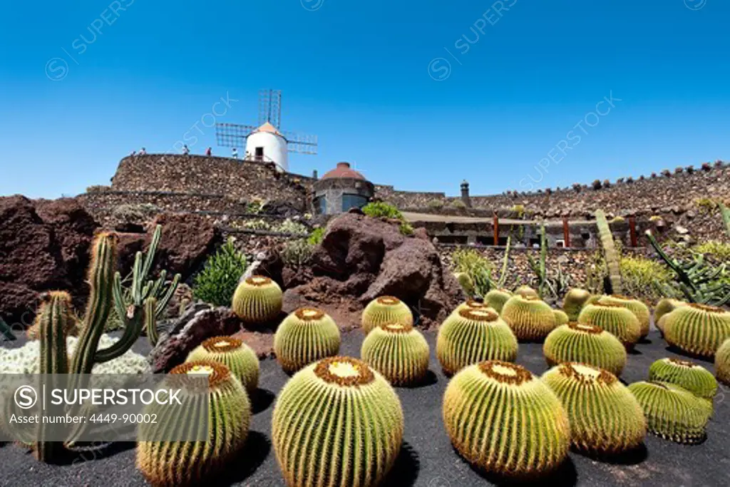 Windmill and cacti, botanical garden, Jardin de Cactus, architect Cesar Manrique, Guatiza, Lanzarote, Canary Islands, Spain, Europe