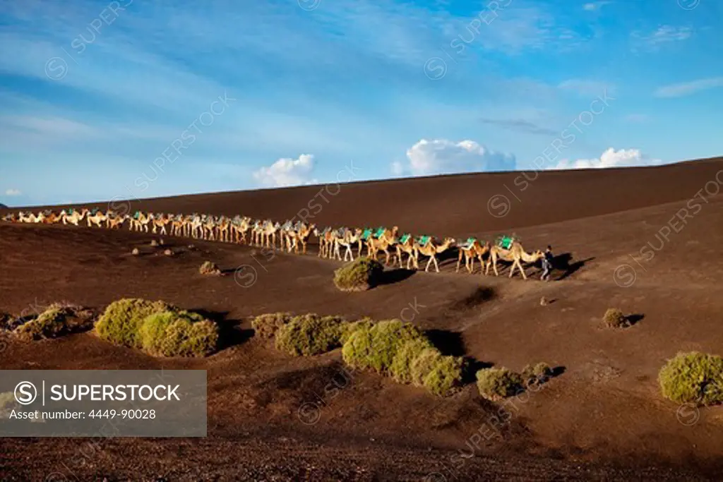Camels in volcanic landscape, Timanfaya National Park, Lanzarote, Canary Islands, Spain, Europe
