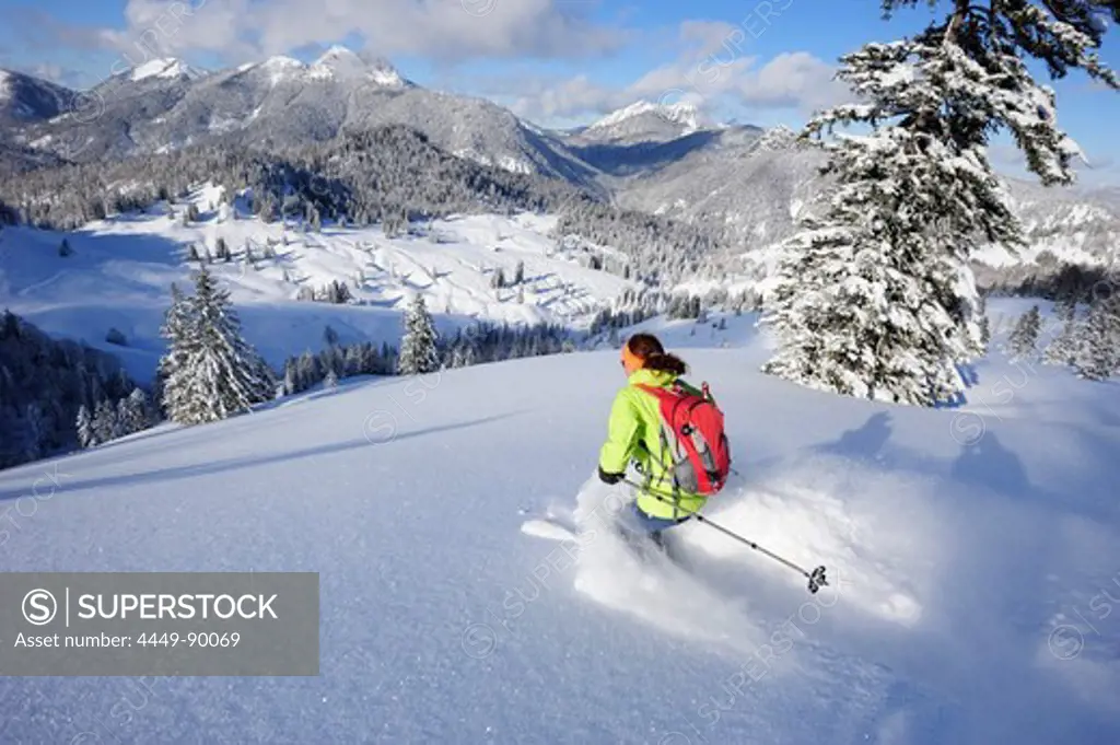 Woman descending from Schildenstein on backcountry skis, Schildenstein, Tegernseer range, Bavarian Prealps, Upper Bavaria, Bavaria, Germany