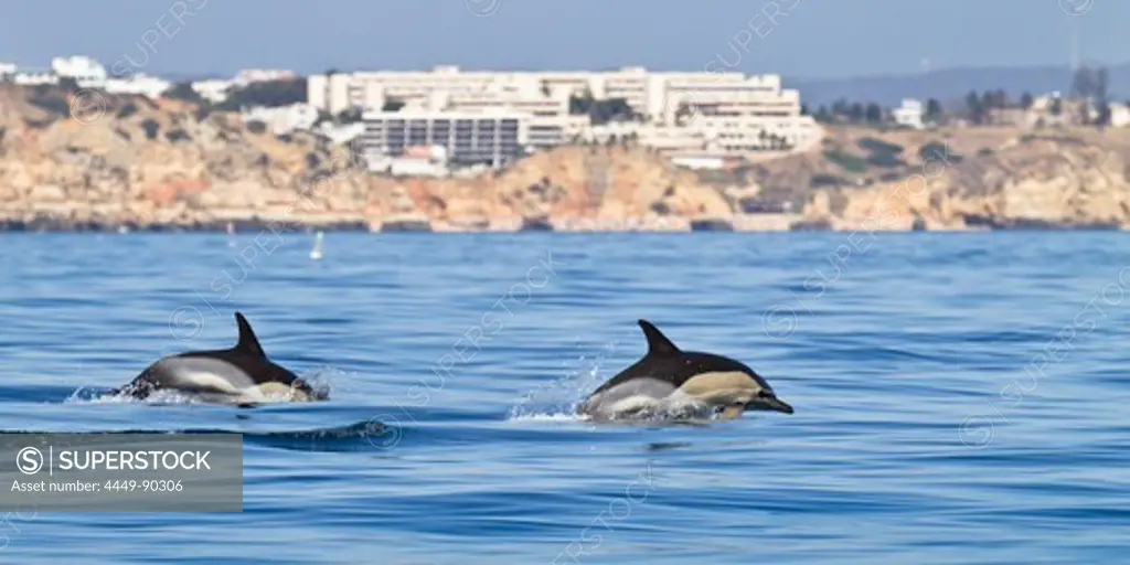 Common Dolphins in the Atlantic Ocean off the Algarve Coast, Lagos, Portugal