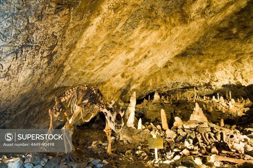 Bones of  bear, Flowstone cave Baumannshoehle, Ruebeland, Harz, Saxony-Anhalt, Germany
