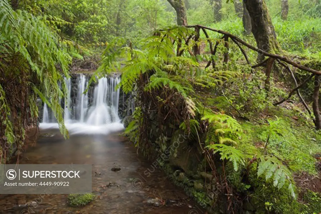 Waterfall with fern in the forest, Caldeirao Verde, Queimadas Forest Park, Madeira, Portugal