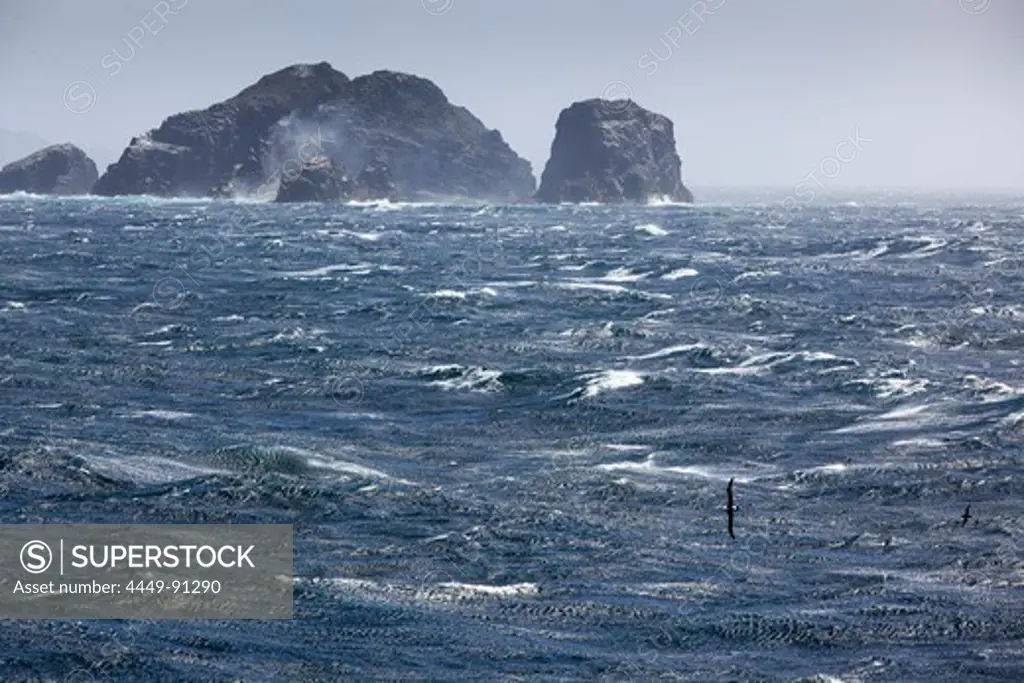 Albatros skims across stormy Drake Passage sea with rocky headlands, near Cape Horn, Cape Horn National Park, Magallanes y de la Antartica Chilena, Patagonia, Chile, South America