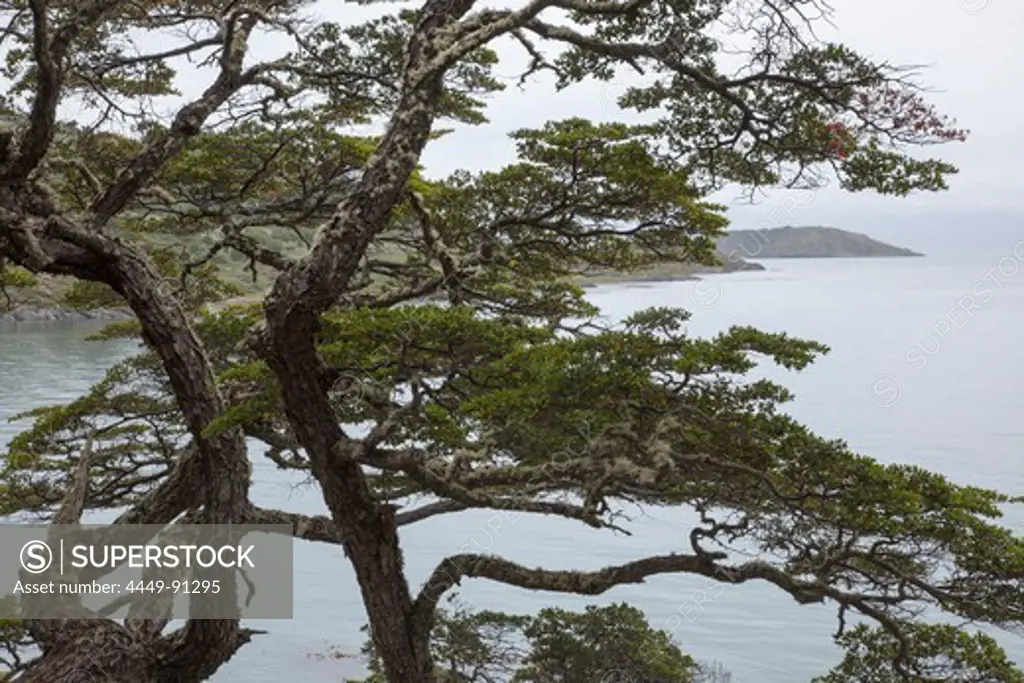 Tree at Lake Roca in Tierra del Fuego National Park, near Ushuaia, Tierra del Fuego, Patagonia, Argentina, South America