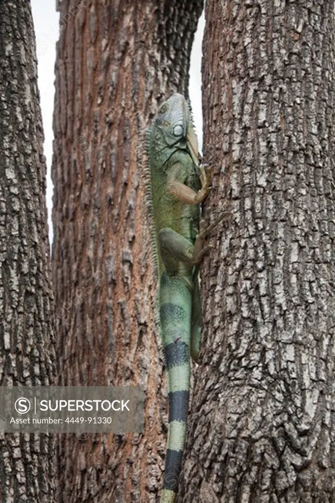 Land iguana, climbs tree at Bolivar Park, Guayaquil, Ecuador, South America