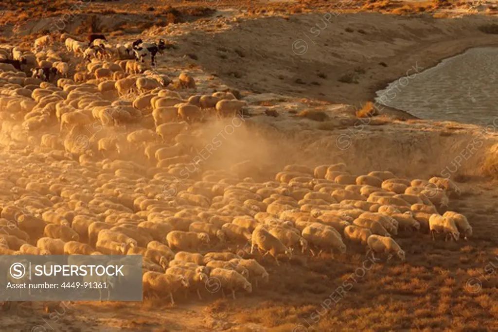 Flock of sheep in the desert Bardenas Reales, UNESCO Biosphere Reserve, Province of Navarra, Northern Spain, Spain, Europe
