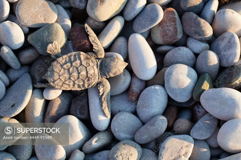 Loggerhead Sea Turtle, hatchling, Caretta caretta, Cirali, lykian coast, Mediterranean Sea, Turkey