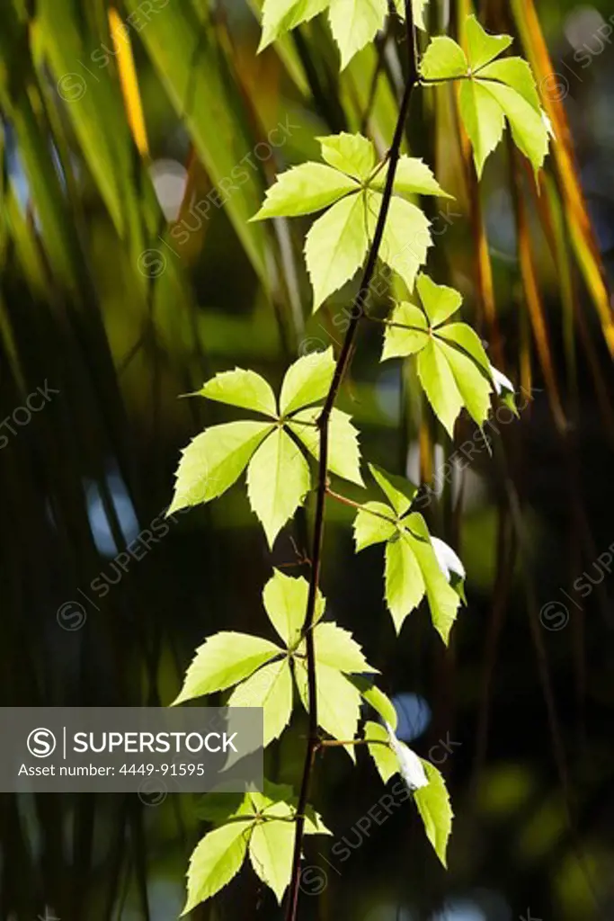Common Vine, Parthenocissus quinquefolia, Turkey, Asia