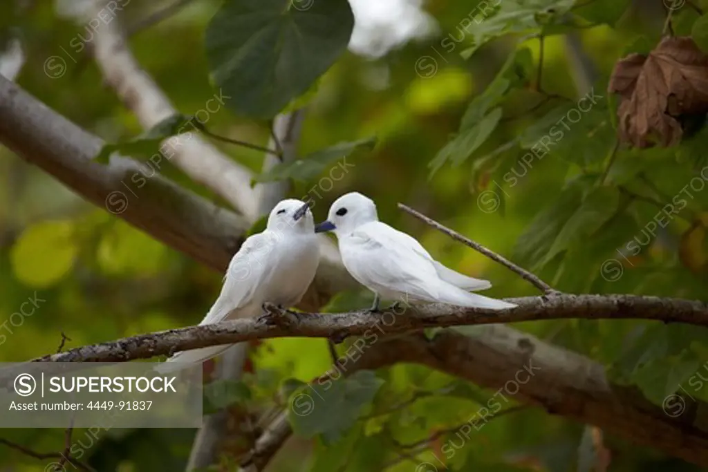 White Terns sitting on a branch, Curieuse Island, Seychelles, Indian Ocean
