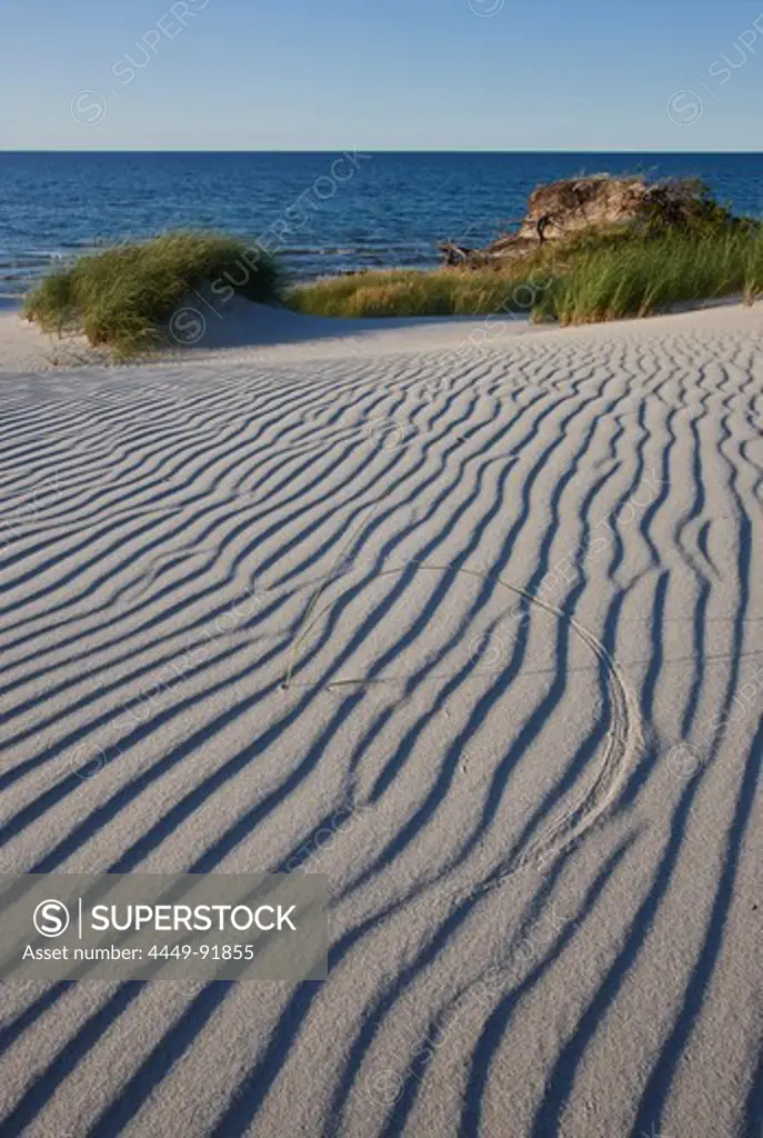 Sand ripples on a dune, Western Pomerania Lagoon Area National Park, Ostzingst, Fischland-Darss-Zingst Peninsula, Baltic Sea, Mecklenburg Vorpommern, Germany