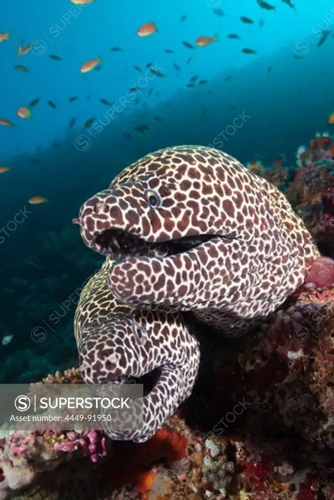 Pair of Honeycomb Moray, Gymnothorax favagineus, North Male Atoll, Indian Ocean, Maldives