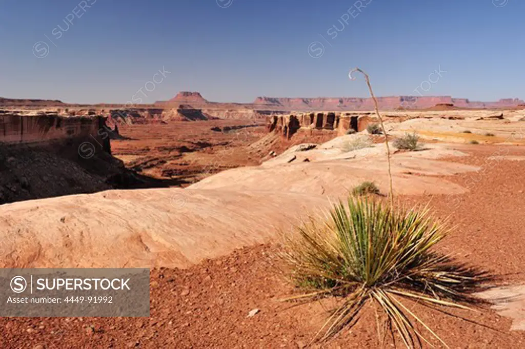 Agave at brim of White Rim Drive, White Rim Trail, view over Green River Canyon, Island in the Sky, Canyonlands National Park, Moab, Utah, Southwest, USA, America