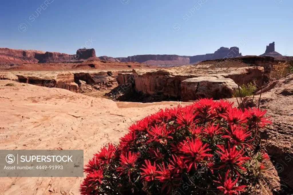 Flowering red Indian paintbrush, Castilleja, at White Rim Drive, White Rim Trail, Island in the Sky, Canyonlands National Park, Moab, Utah, Southwest, USA, America