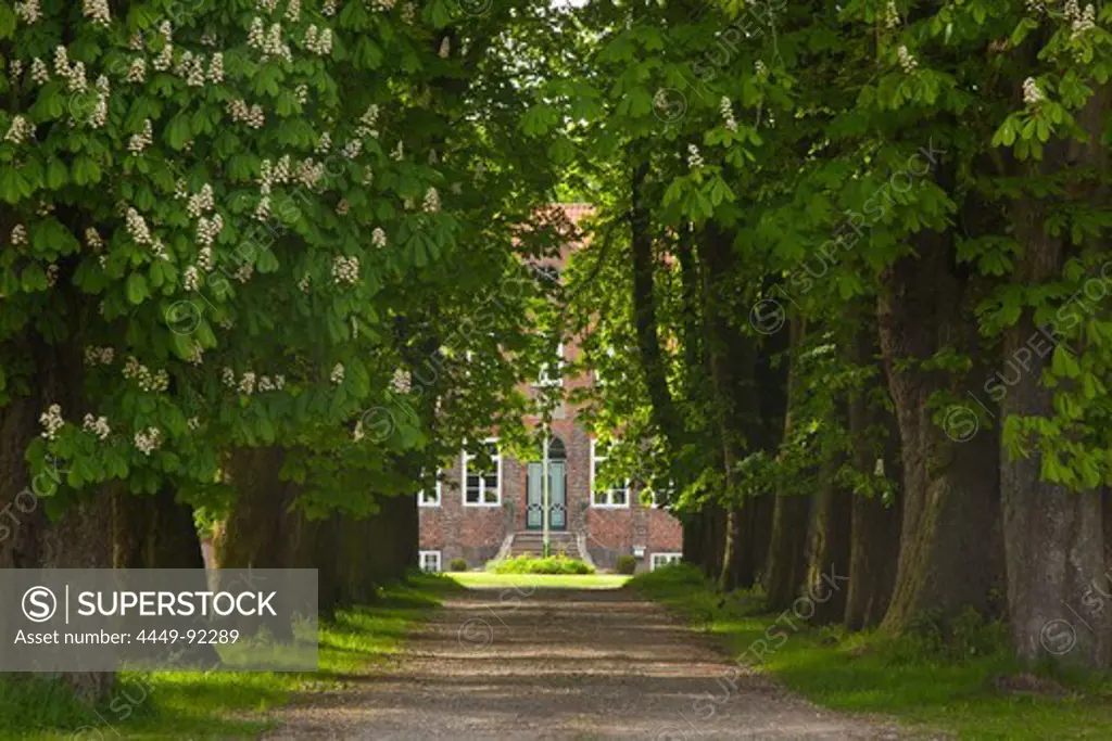 Alley of horse chestnuts leading to an estate, Baltic Sea, Schleswig-Holstein, Germany, Europe