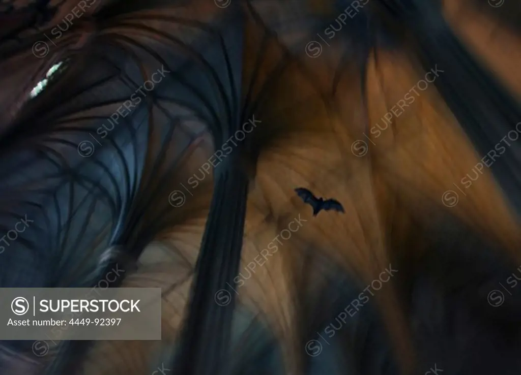 Bat flying inside Basilica de San Sebastian, the only all steel church in Asia, Quiapo, Manila, Philippines, Asia