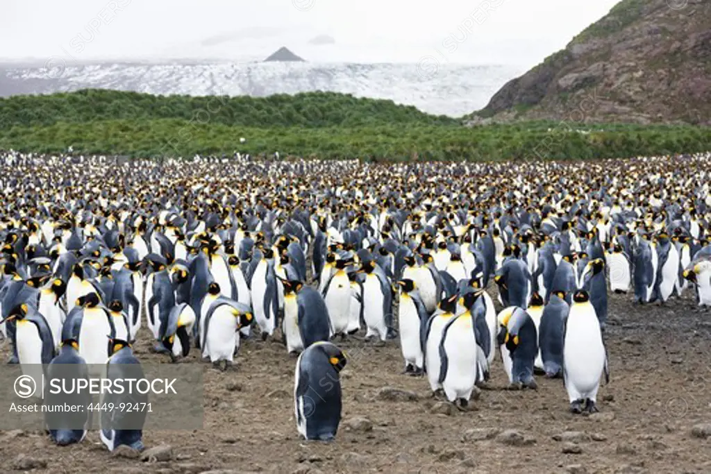 King Penguins, Aptenodytes patagonicus, colony, Salisbury Plains, South Georgia, Antarctica