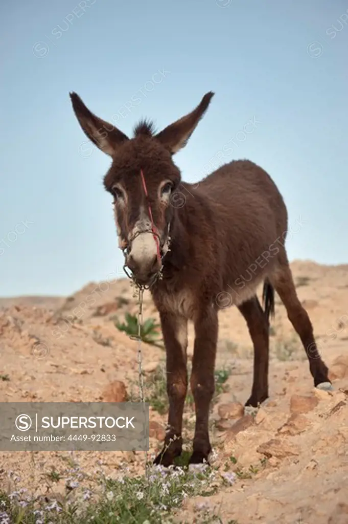 Mule in the back country of the Dead Sea, habitat of Beduins, Ount Nebo, Jordan, Middle East, Asia