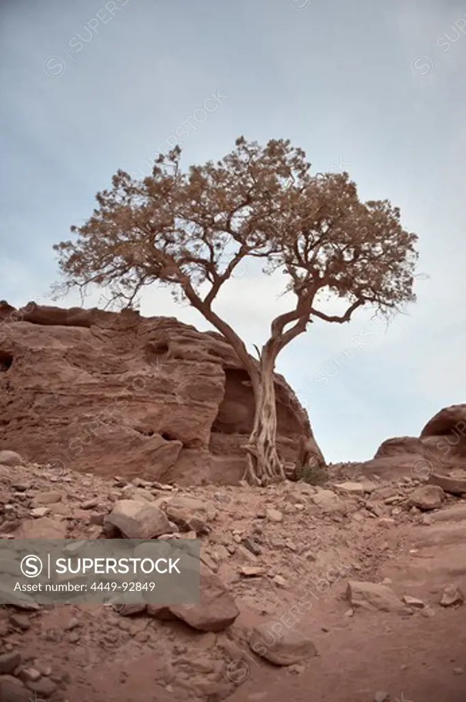 Lonely tree at Petra, UNESCO world herritage, Wadi Musa, Jordan, Middle East, Asia