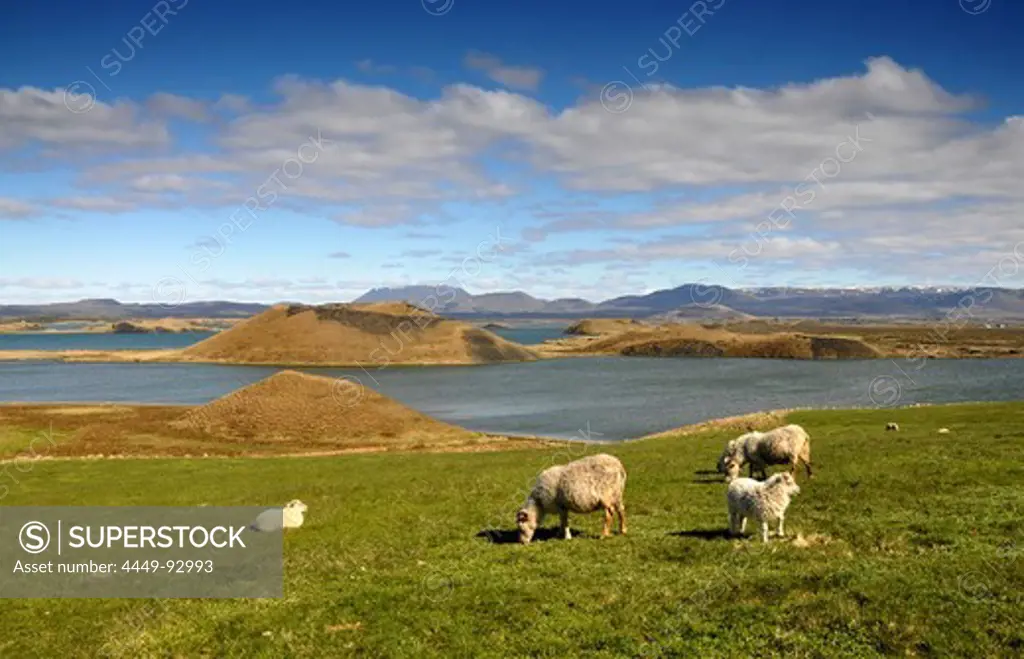 Sheep in a meadow at lake Myvatn (southside), North Iceland, Europe