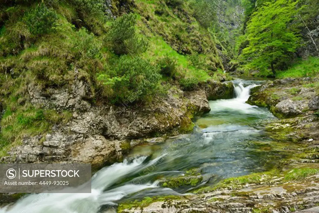 Weissbach stream running through a gorge, Weissbachklamm, Chiemgau, Chiemgau range, Upper Bavaria, Bavaria, Germany