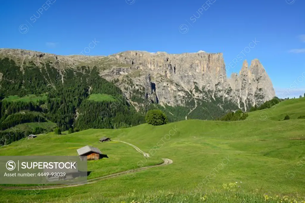 Alpine meadow and hay barn in front of Schlern and Rosszaehne, Seiseralm, Dolomites, UNESCO world heritage site Dolomites, South Tyrol, Italy