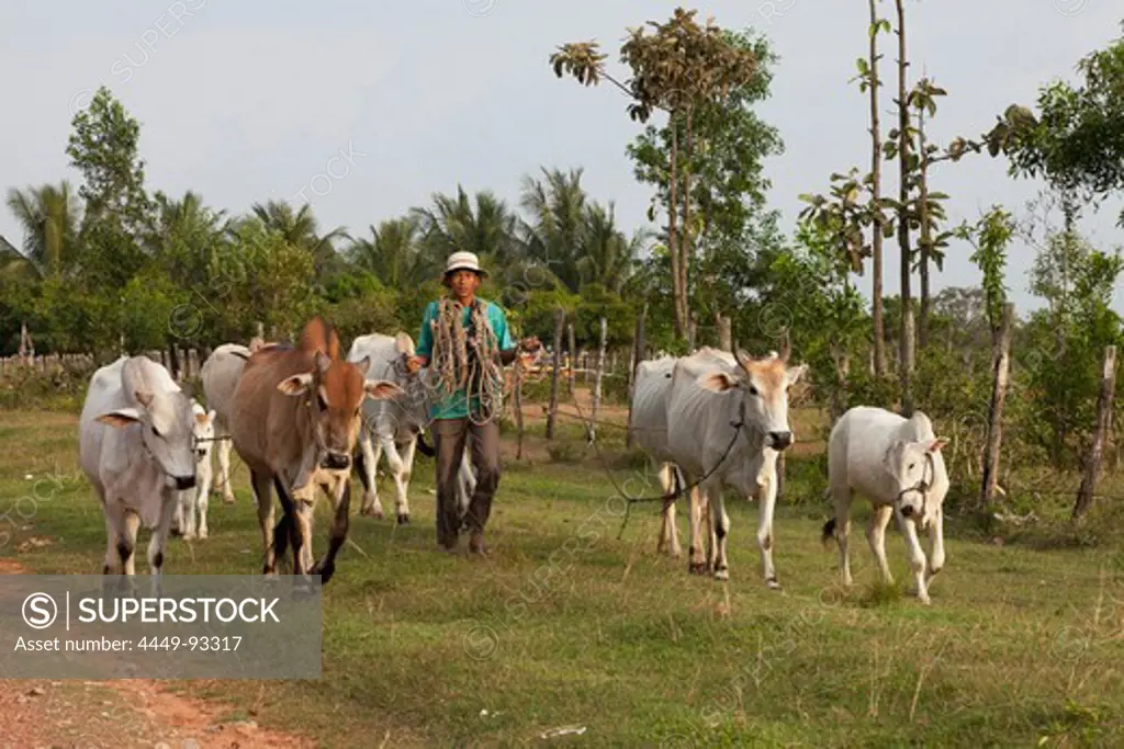 Farmer with cattles in the Kampot province, Cambodia, Asia
