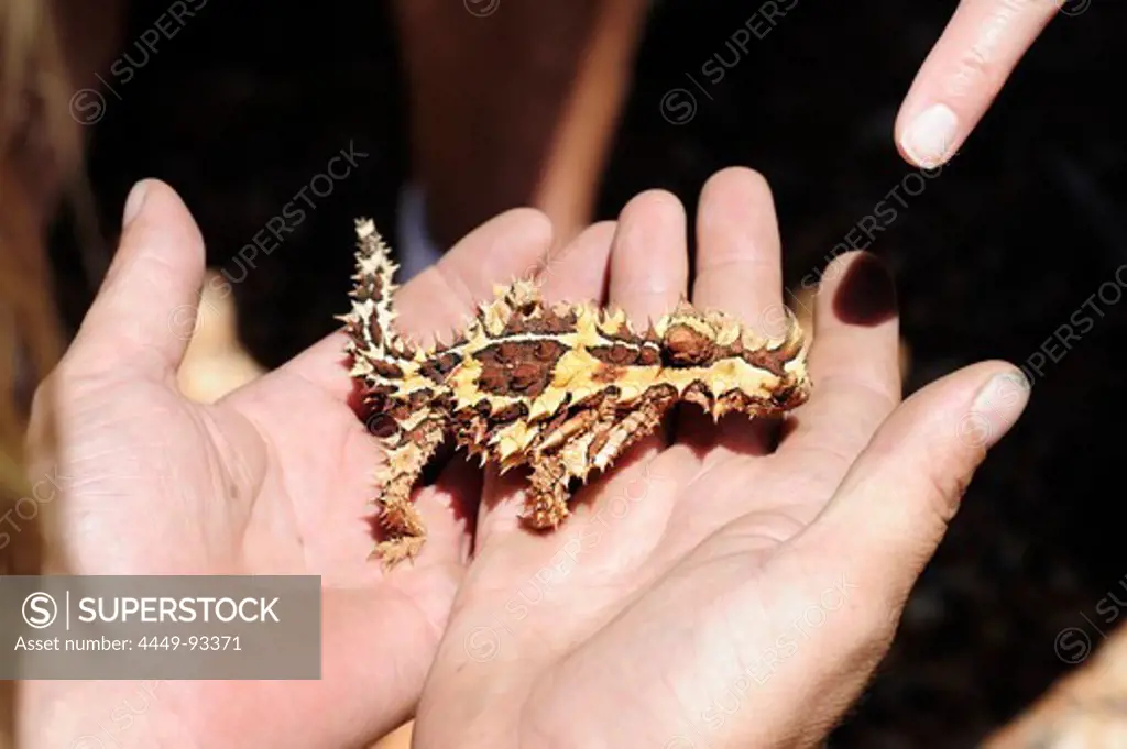 Hands holding a Thorny Devil, a saurian living in the Outback, Northern Territory, NT, Australia