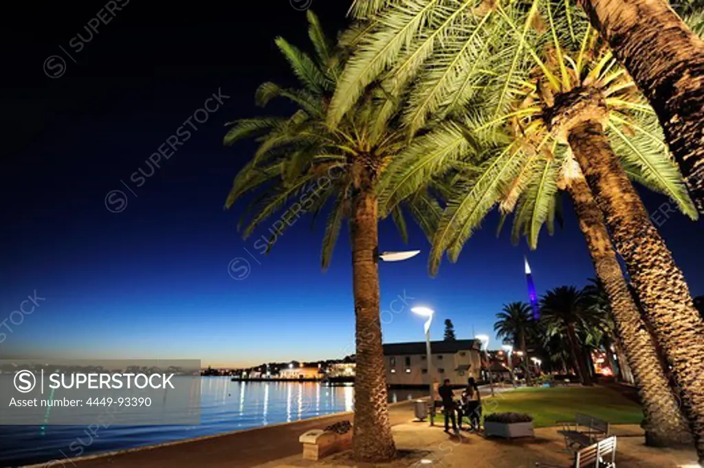 Palm trees between Swan River and Riverside Drive in the evening, Central City Area, Perth, Western Australia, WA, Australia
