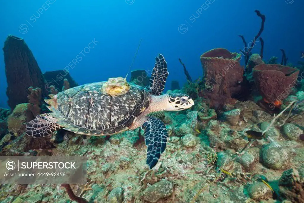 Hawksbill Turtle tagged with Transmitter, Eretmochelys imbriocota, Caribbean Sea, Dominica, Leeward Antilles, Lesser Antilles, Antilles, Carribean, West Indies, Central America, North America