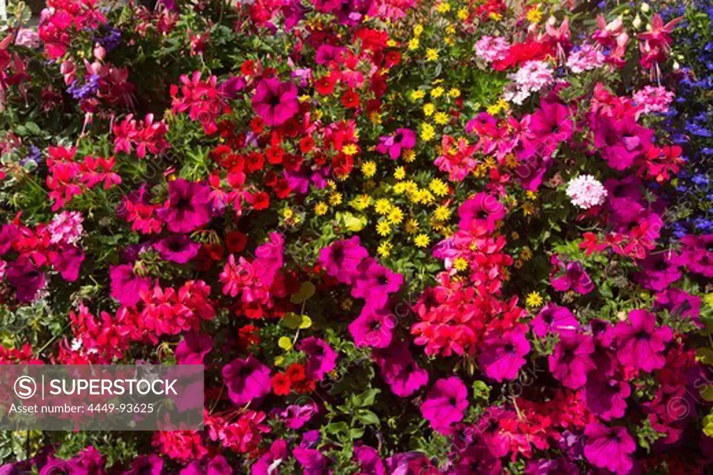 Gorgeous flowers, St Peter Port, Guernsey, Channel Islands, England, British Crown Dependencies