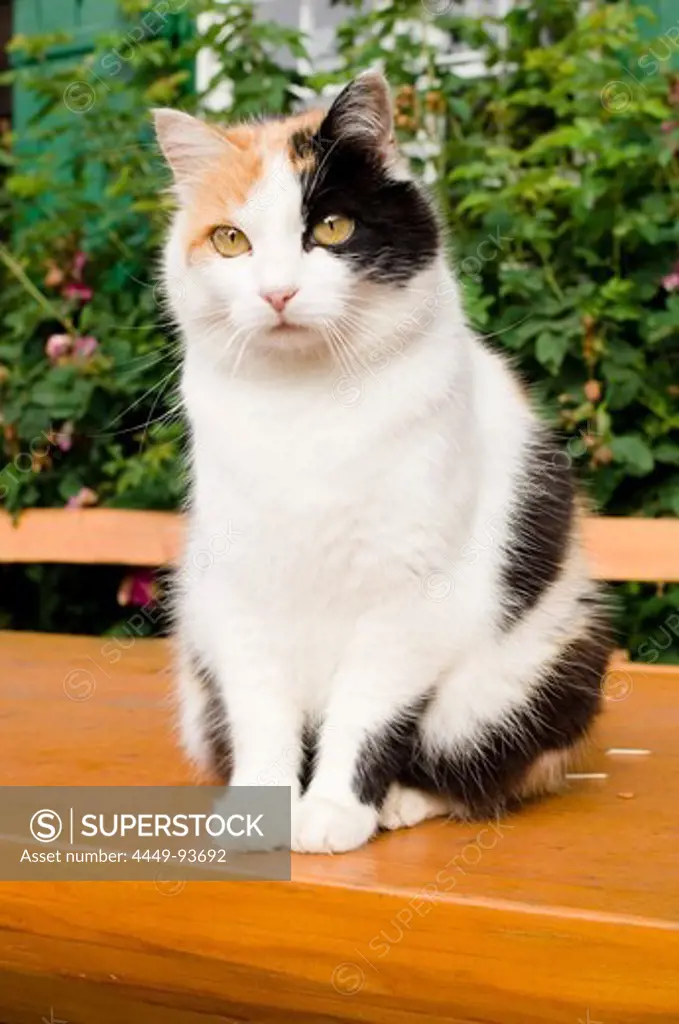 Cat sitting on a garden table, Garden