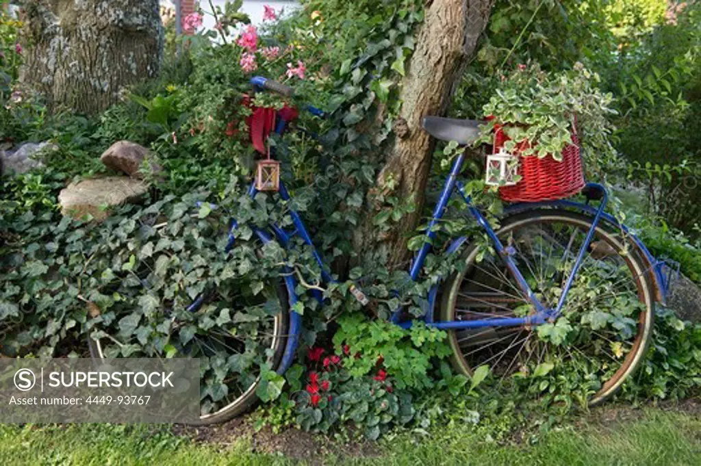 Overgrown old bicycle with flowers, Wyk, Foehr, North Frisian Islands, Schleswig-Holstein, Germany, Europe