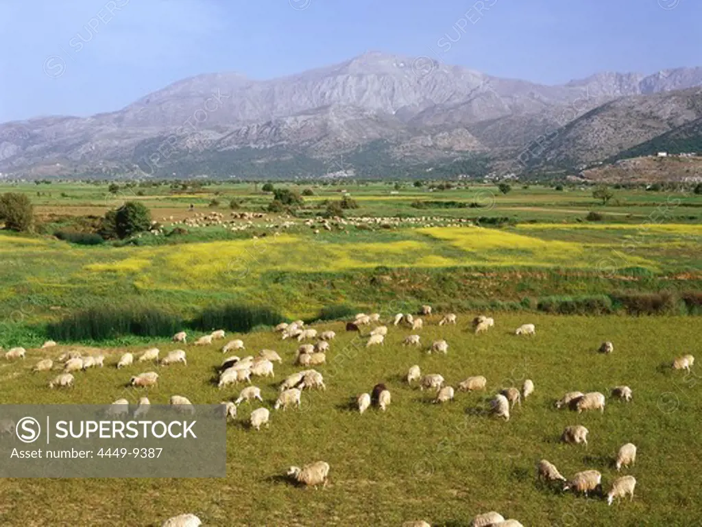 Sheep herd, Dikti Mountains, Lassithi Plateau, Crete, Greece