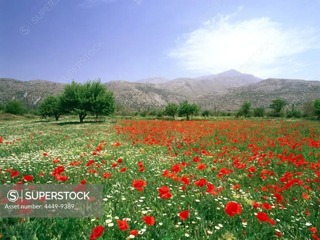 Blooming flower Meadow, Dikti Mountains, Lassithi Plateau, Crete, Greece