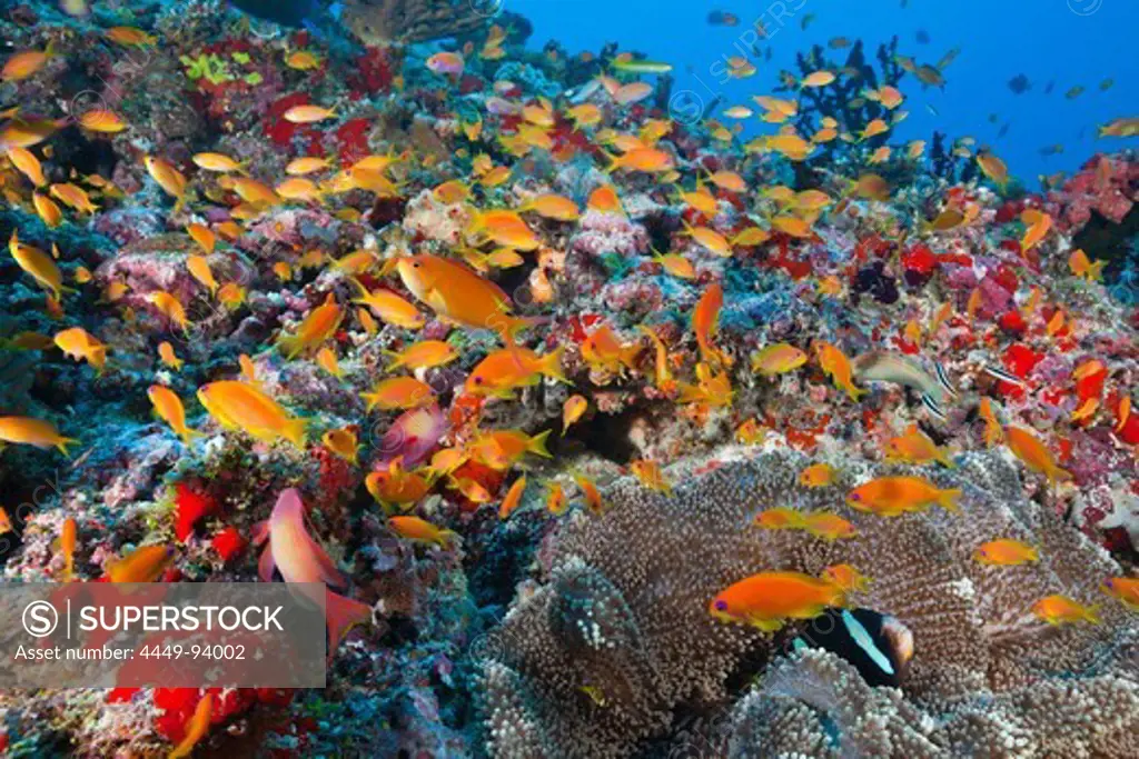 Lyretail Anthias in Coral Reef, Pseudanthias squamipinnis, Felidhu Atoll, Maldives