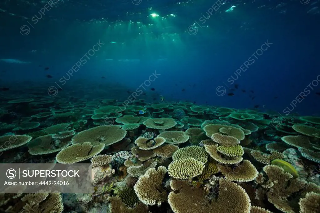 Reef of Table Corals, Acropora sp., Felidhu Atoll, Maldives