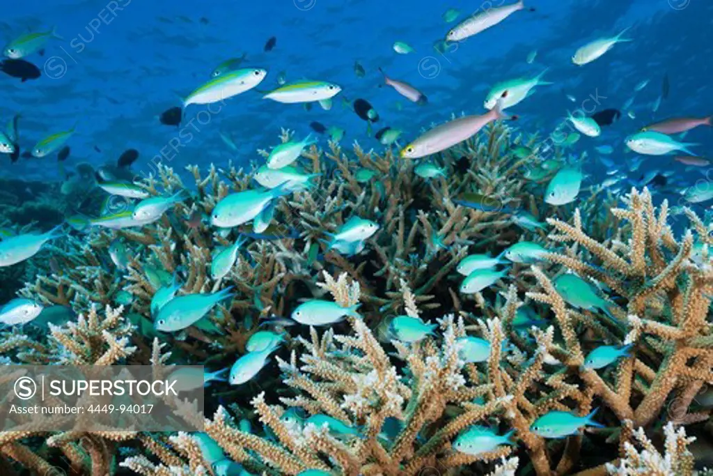 Shoal of Chromis over Reef, Chromis atripectoralis, Thaa Atoll, Maldives