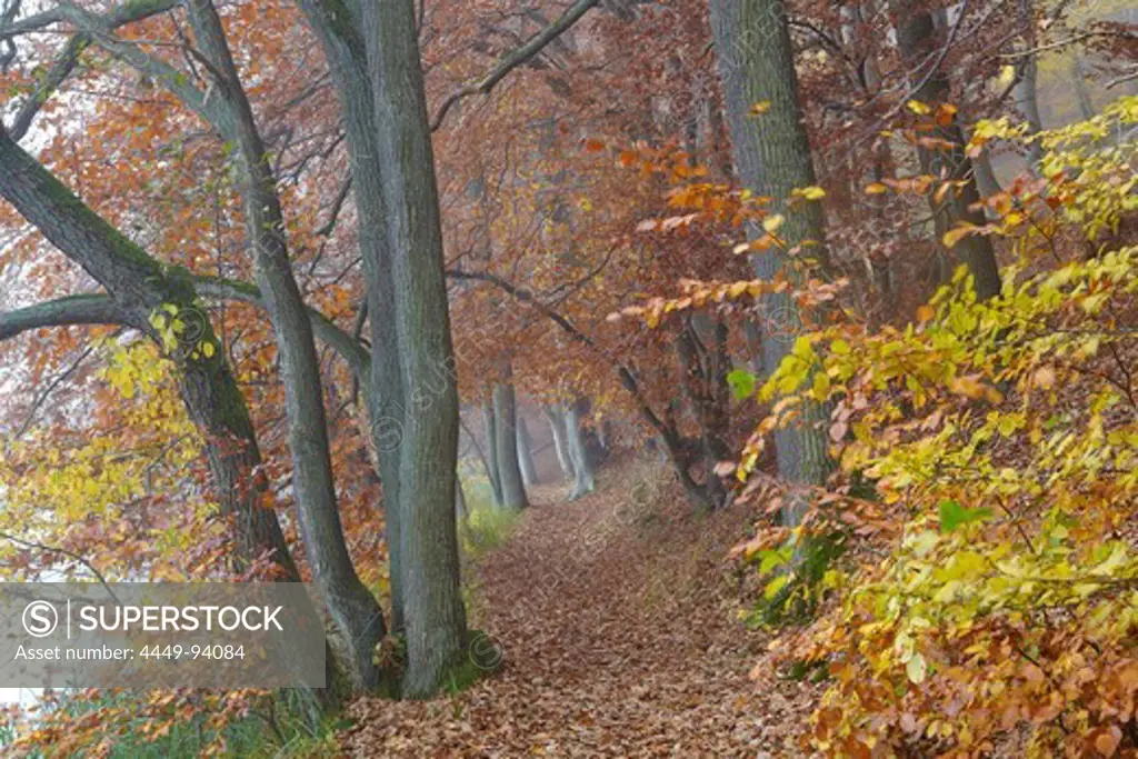 Autumnal deciduous forest at lake Schmaler Luzin, Feldberg Lake District Nature Park, Mecklenburg Western Pomerania, Germany, Europe