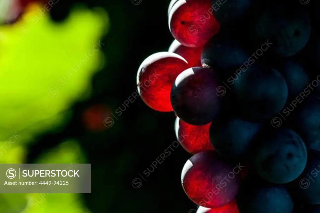Red wine grapes at the Lago di Garda, Province of Verona, Northern Italy, Italy