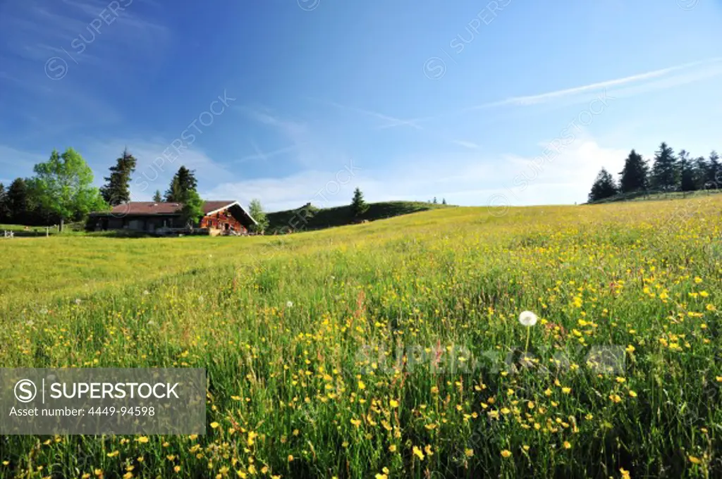 Flower meadow with alpine hut, Wendelstein range, Bavarian foothills, Upper Bavaria, Bavaria, Germany, Europe