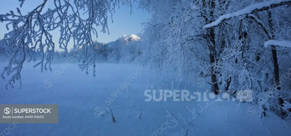 Branches with hoar frost, Ennstal Alps, Ennstal, Styria, Austria, Europe