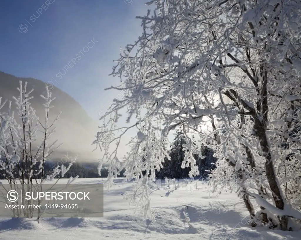 Snowy trees in the sunlight, Rotmoos, Styria, Austria, Europe