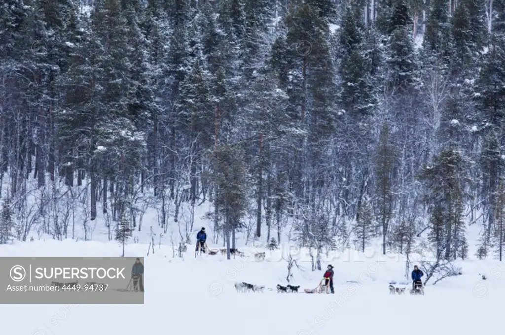 People riding dog sleds in snow covered landscape, Lapland, Finland, Europe