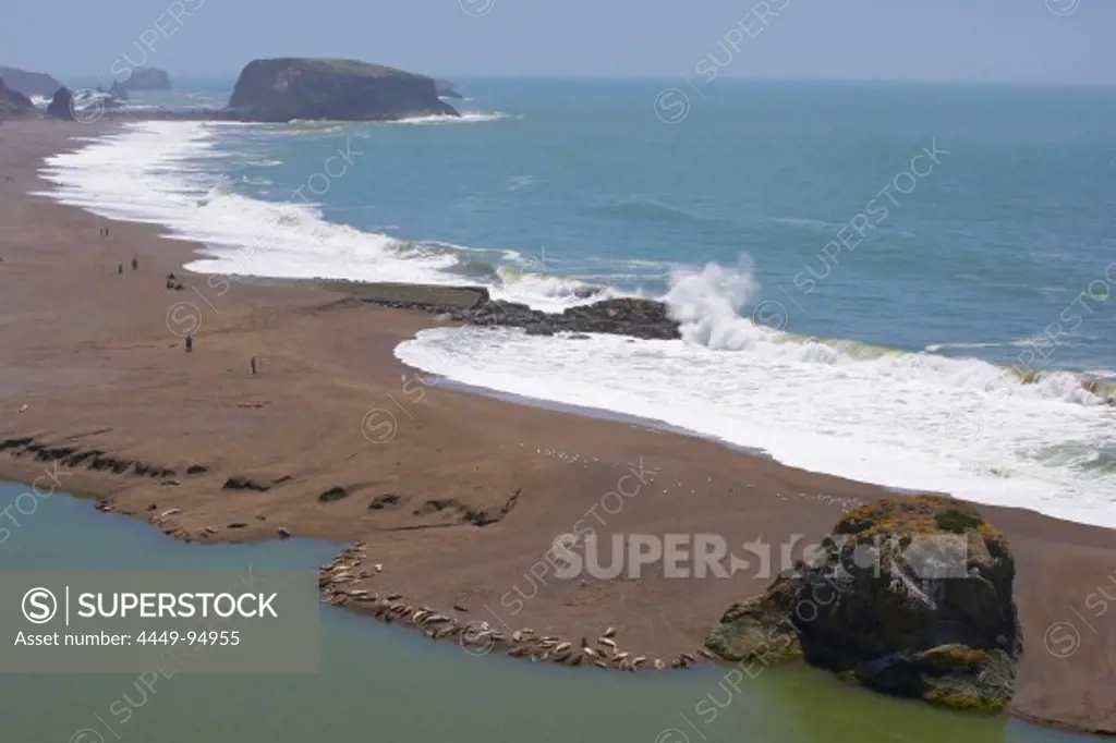 Sea lions at the mouth of the Russian River, Pacific Ocean, Goat Rock State Beach, Sonoma, Highway 1, California, USA, America