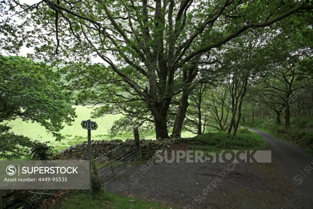 Hiking trail beneath trees nearby Harlech, North Wales, Great Britain, Europe