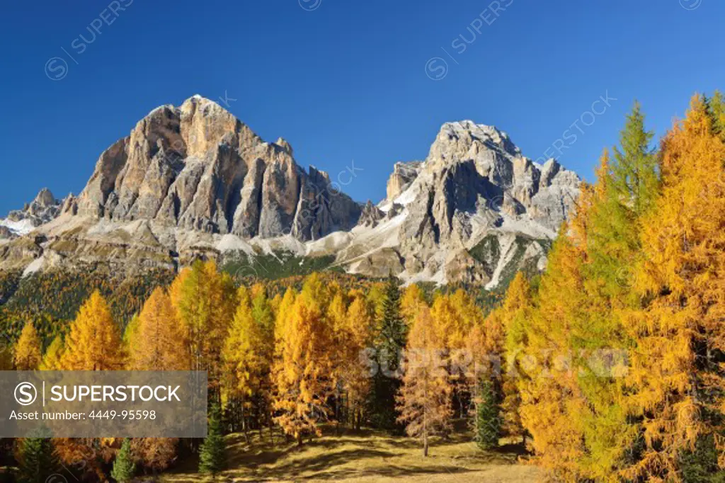 Tofana di Rozes and Tofana di Mezzo above larch trees in autumn colors, Cortina d´Ampezzo, Dolomites, UNESCO World Heritage Site Dolomites, Veneto, Italy